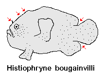 Histiophryne bougainvilli Bougainville's Frogfish (Smooth Angler) - Bougainville's Anglerfisch