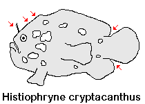 Histiophryne cryptacanthus Cryptic Frogfish (Rodless Frogfish) - "Verborgener" Anglerfisch