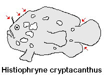 Histiophryne cryptacanthus (Cryptic Frogfish / Rodless frogfish - "Verborgener" Anglerfisch)