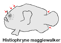 Histiophryne maggiewalker (Maggiewalker Frogfish - MaggiewalkerAnglerfisch)