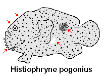 Histiophryne sp2 - <em>Histiophryne cf cryptacanthus</em>