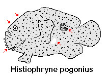 Histiophryne pogonius (Bearded frogfish - Bärtiger Anglerfisch)