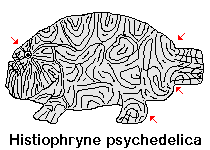 Histiophryne psychedelica - Ambon Frogfish, Moluccan Frogfish, Psychedelic Frogfish / Ambon Anglerfisch, Molukken Anglerfisch, Psychedelischer Anglerfisch