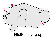 Histiophryne cryptacanthus - Cryptic Frogfish