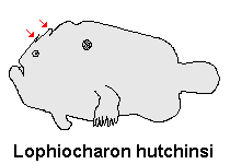 Lophiocharon hutchinsi