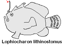 Lophiocharon lithinostomus Marble-Mouthed Frogfish - Marmor-Maul Anglerfisch