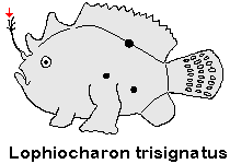 Lophiocharon trisignatus Three-Spot Frogfish (Spotted-Tail Frogfish) - Dreifleck- Anglerfisch (Schwanzfleck Anglerfisch)