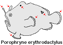 Porophryne erythrodactylus (Bare Island Frogfish / Red-footed Frogfish - Bare Island Anglerfisch / Rotfuss-Anglerfisch)