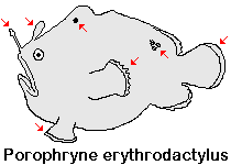  Porophryne erythrodactylus (Bare Island Frogfish / Red-footed Frogfish - Bare Island Anglerfisch / Rotfuss-Anglerfisch)