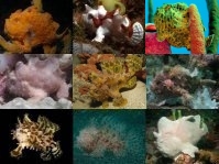 The 10 best known Frogfish Species  - Die 10 bekanntesten Anglerfisch-Arten 