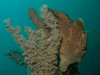 Colors and Shapes of frogfishes - Aussehen, Tarnung von Anglerfischen