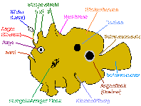 Frogfishes - Characteristics Anglerfische Merkmale