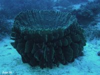 Sponges - Porifera - Schwämme