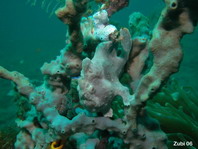 Painted frogfish (Antennarius pictus) - gray frogfish on gray sponge