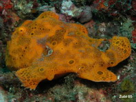 Galloping Painted frogfish (Antennarius pictus) 