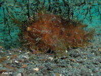 Striped or hairy frogfish (Antennarius striatus) - hairy variation between algae