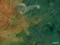 Hairy frogfish (Antennarius striatus) - lure shaped like a polychaete worm