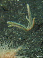 Antennarius striatus - Striped or striated frogfish (hairy frogfish) - Gestreifter Anglerfisch
