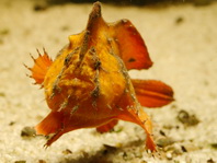Antennarius biocellatus (Brackish-Water Frogfish (Twinspot Frogfish) - Brackwasser Anglerfisch)