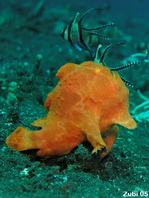 Giant frogfish - Antennarius commerson (commersonii) - Riesen Anglerfisch