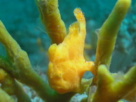 Antennarius commerson (Giant frogfish, Commerson's frogfish - Riesen Anglerfisch) 