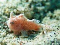 Giant frogfish - <em>Antennarius commerson</em> (commersonii) - Riesen Anglerfisch