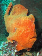 Giant frogfish - <em>Antennarius commerson</em> (commersonii) - Riesen Anglerfisch