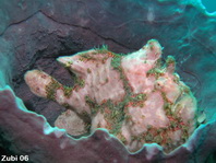 Zubi's frogfish photos (45 perhaps 51 species)- Anglerfisch-Fotos (45 - evt. 51 Arten) - Antennarius