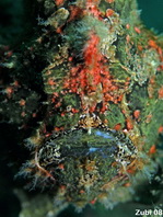 Antennarius commerson (Giant frogfish, Commerson's frogfish - Riesen Anglerfisch) 