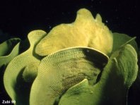 Yellow Giant Frogfish (Antennarius commerson) in the middle of a yellow sponge