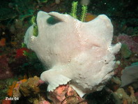 Giant frogfish - <em>Antennarius commerson</em> (commersonii) - Riesen Anglerfisch