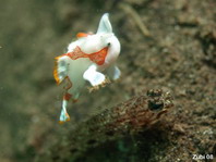 El pejesapo verrugoso juvenil (Antennarius maculatus) saltando sobre un gobio.