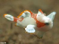 Walking Baby Clown Frogfish (Antennarius maculatus)