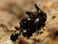 Painted frogfish - Antennarius pictus - Rundflecken Anglerfisch