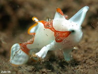 Pejesapo verrugoso o payaso juvenil (Antennarius maculatus) esta patinando