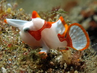 Pejesapo verrugoso o payaso (Antennarius maculatus) 2cm aprox.