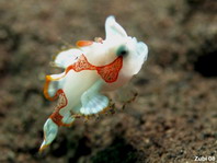 Baby Warty Frogfish (Antennarius maculatus) swimming with open mouth