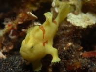 Warty frogfish (Clown frogfish) - Antennarius maculatus - Warzen Anglerfisch 