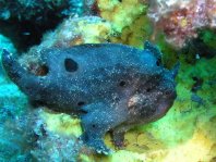Longlure frogfish / Augenfleck Anglerfisch (<em>Antennarius multiocellatus</em> )