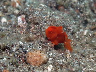 Probablemente un Pejesapo pintado (Antennarius pictus) 1cm aprox.