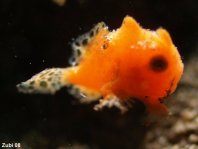 Photos Baby Frogfishes - Fotos Baby-Anglerfischen