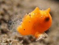 probablemente un Pejesapo pintado (Antennarius pictus) 4mm aprox.