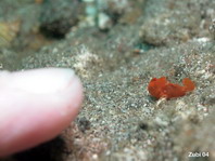 Probablemente un Pejesapo pintado (Antennarius pictus) 1cm aprox.