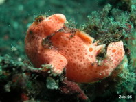 Painted frogfish - Antennarius pictus - Rundflecken Anglerfisch