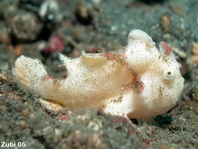 Pejesapo verrugoso o payaso (Antennarius maculatus) 4cm aprox.