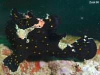 Antennarius pictus (Painted frogfish - Rundflecken Anglerfisch, Bemalter Fühlerfisch)