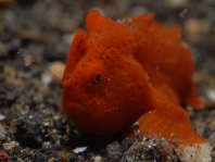 Antennarius pictus (Painted frogfish - Rundflecken Anglerfisch, Bemalter Fühlerfisch)