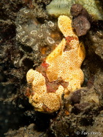 Painted frogfish - Antennarius pictus - Rundflecken Anglerfisch