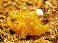 Antennarius striatus (Striped or striated frogfish, hairy frogfish - Gestreifter Anglerfisch)