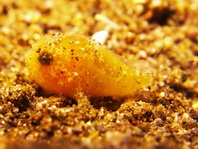 Antennarius striatus (Striped or striated frogfish, hairy frogfish - Gestreifter Anglerfisch)